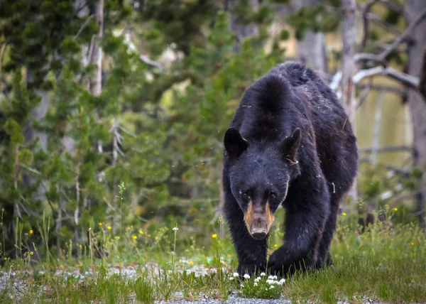 Hayden Valley, Yellowstone Milli Parkı yakınındaki papatya kokusu için bir siyah ayı durur