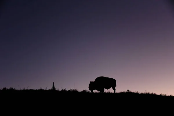 A lone bull bison grazes in the blue hour of sunset, Hayden Valley, Yellowstone National Park