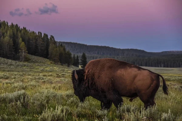  Yalnız boğa bizon yolunu Hayden Vadisi günbatımı, Yellowstone Milli Parkı altın saat içinde yapar