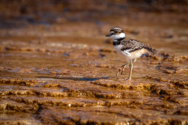 Bir genç Kildeer'in piliç geliyor Jeoloji, Mamut Kaplıcalar, Yellowstone yapar.