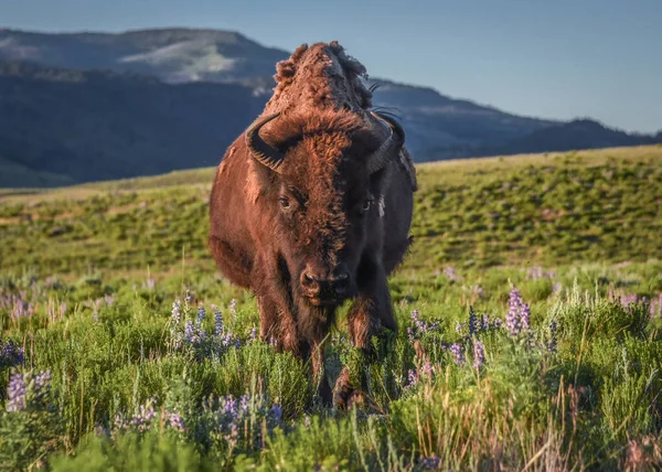 Bisonte Femenino Camina Través Las Flores Través Lamar Valley Parque — Foto de Stock