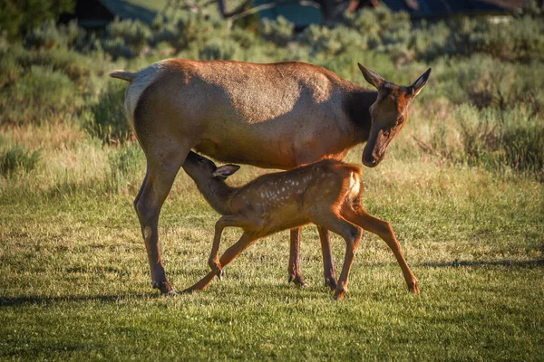 Una Cría Alce Joven Enfermera Madre Mammoth Hot Springs Parque — Foto de Stock