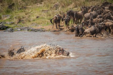 Kendi yolunu, Masai Mara, Kenya engelleme su aygırı ile Nil Nehri geçerken antilop sürüsü