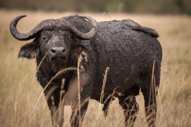 Bir yalnız erkek cape buffalo, bir genel bilinen bize doğru Masai Mara, Kenya agresif hareket eder
