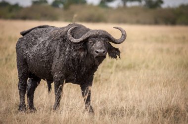 Bir yalnız erkek cape buffalo, bir genel bilinen bize doğru Masai Mara, Kenya agresif hareket eder