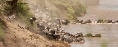 Nil Nehri, Masai Mara, Kenya geçiş antilop sürüsü