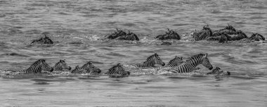 Manda ve Nil Nehri wildebeest göç, Masai Mara, Kenya sırasında geçiş zebralar sürüsü