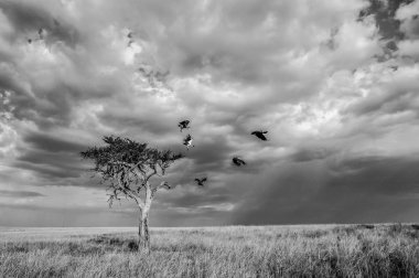 Akbabalar bir yalnız akasya ağacında, Masai Mara, Kenya bir komite
