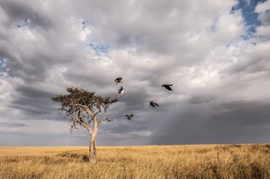 Akbabalar bir yalnız akasya ağacında, Masai Mara, Kenya bir komite