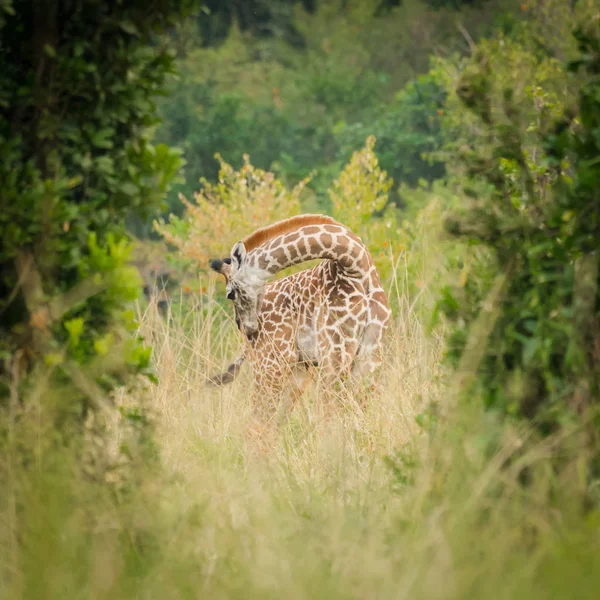 Bir çok genç zürafa buzağı ağaçlar ve çalılar, Masai Mara, Kenya arasında saklıyor