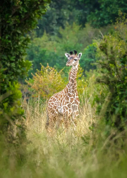 Bir çok genç zürafa buzağı ağaçlar ve çalılar, Masai Mara, Kenya arasında saklıyor