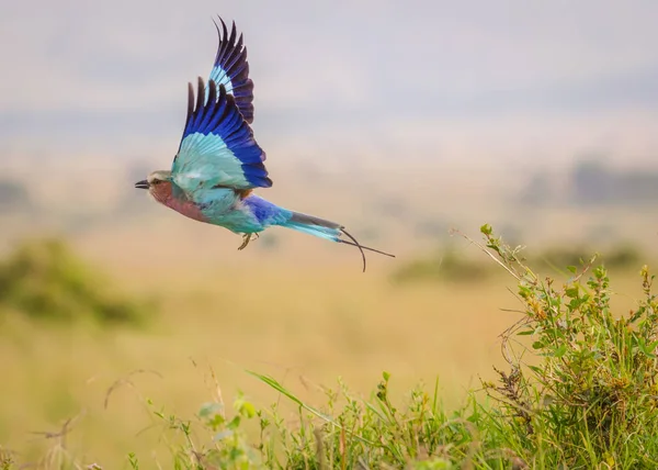  Bir leylak göğüslü silindir kuş uçuş, Masai Mara, Kenya alır