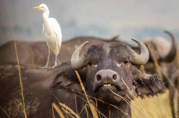 Balıkçıl göründüğü cape buffalo bize dişlerini gösterir.