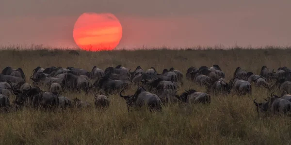 Nil Nehri, Masai Mara, Kenya geçiş sonra güneşin içine yürüyüş antilop sürüsü