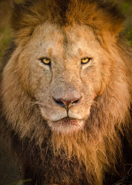一张雄性狮子在吃完他杀后的画像 马赛马拉 肯尼亚 — 图库照片