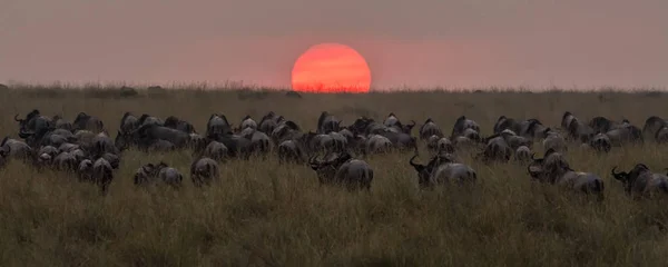 Nil Nehri, Masai Mara, Kenya geçiş sonra güneşin içine yürüyüş antilop sürüsü