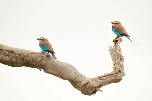 İki renkli leylak göğüslü silindir kuş oturup bir ağaçta, masai Mara, Kenya