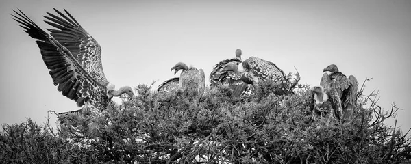 Akbabalar Bir Akasya Ağacı Masai Mara Kenya Bir Komite — Stok fotoğraf