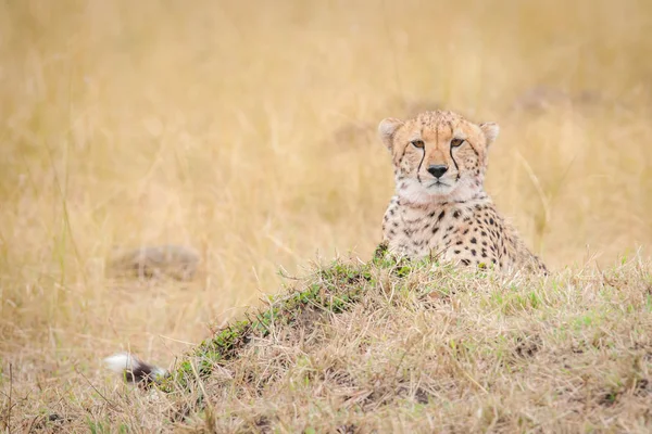 Stare Van Een Cheetah Masai Mara Kenia — Stockfoto