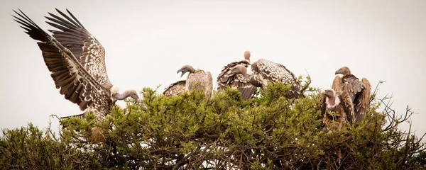 Akbabalar bir akasya ağacı, Masai Mara, Kenya bir komite