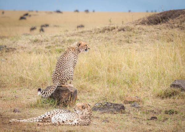 Coalition Cheetahs Watching Wildebeest Masai Mara Kenya — Stock Photo, Image