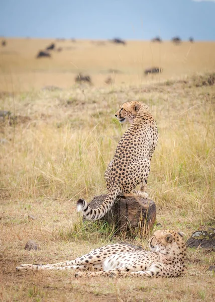 Coalition Cheetahs Watching Wildebeest Masai Mara Kenya — Stock Photo, Image