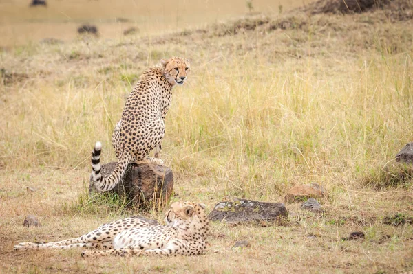 Coalizione Ghepardi Rilassanti Masai Mara Kenya — Foto Stock