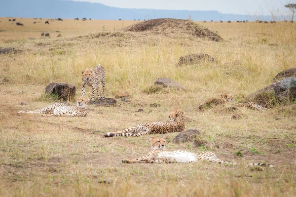 Coalition Cheetahs Masai Mara Kenya — Stock Photo, Image