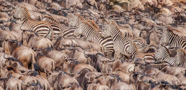 A herd of wildebeest and zebra building up courage to cross the Nile River, Masai Mara, Kenya