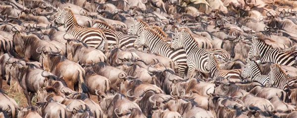 A herd of wildebeest and zebra building up courage to cross the Nile River, Masai Mara, Kenya