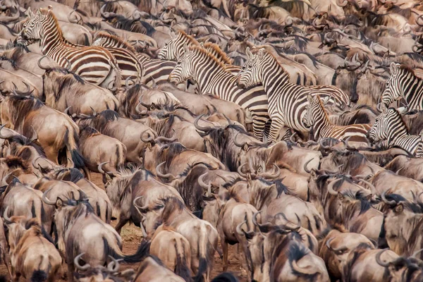 Manda ve Nil Nehri, Masai Mara, Kenya geçmeye cesaret kadar bina zebra sürüsü