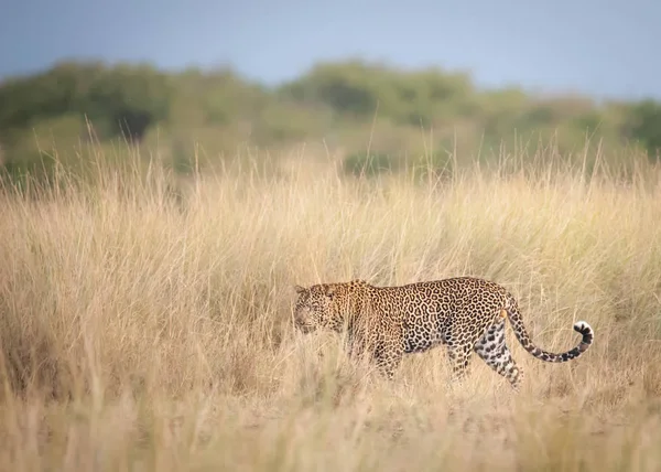 Leopardo Pazientemente Attesa Che Gnu Attraversi Fiume Nilo Durante Migrazione — Foto Stock