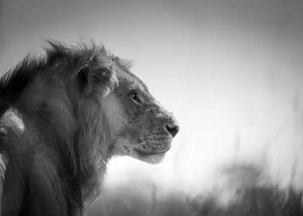 Ett Svartvitt Porträtt Ung Manlig Lion Lantmäteri Kenyas Savann Masai — Stockfoto