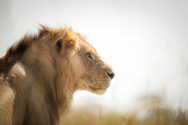 Портрет Молодого Льва Осматривающего Саванну Масаи Мара Кения — стоковое фото