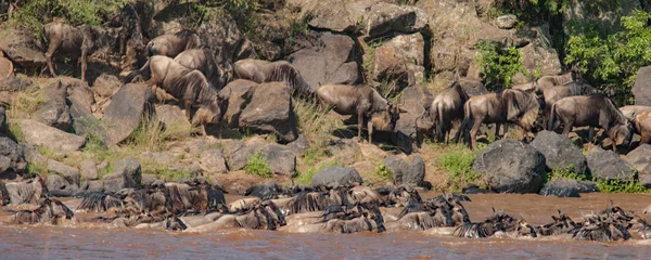 Nil Nehri, Masai Mara, Kenya geçiş antilop sürüsü