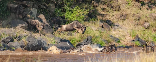 Nil Nehri, Masai Mara, Kenya geçmeye bir çizgi wildebeest