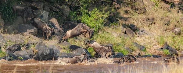 Nil Nehri, Masai Mara, Kenya geçmeye bir çizgi wildebeest