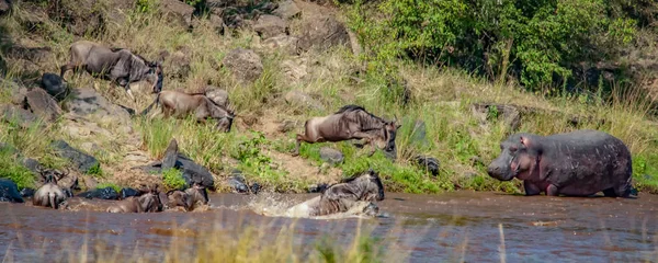 Nil Nehri, Masai Mara, Kenya geçmeye bir çizgi wildebeest