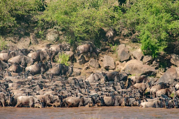 Een Kudde Gnoes Overschrijding Van Nijl Masai Mara Kenia — Stockfoto