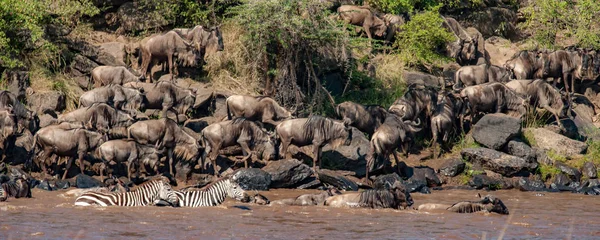 Nil Nehri, Masai Mara, Kenya geçmeye bir çizgi wildebeest