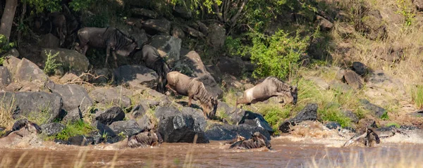 Nil Nehri, Masai Mara, Kenya geçmeye bir çizgi wildebeest