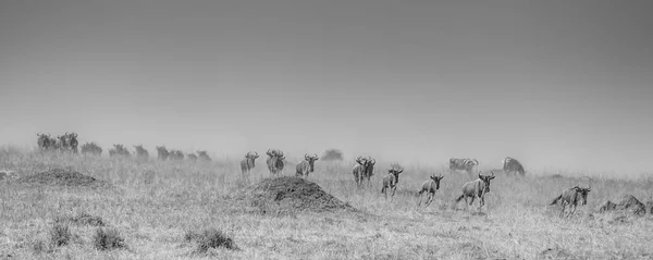 Crossing, Masai Mara, Kenya yapmak Nil Nehri için yarış antilop sürüsü