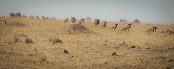 Crossing, Masai Mara, Kenya yapmak Nil Nehri için yarış antilop sürüsü