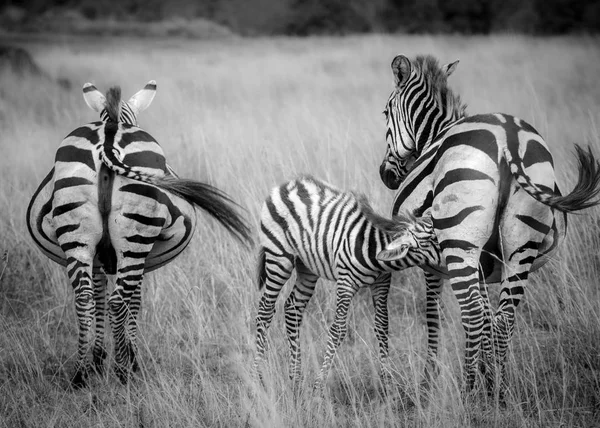 Bir zebra hemşireler sürüsü, Masai Mara, Kenya arasında Tay