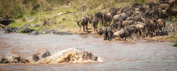 Kendi yolunu, Masai Mara, Kenya engelleme su aygırı ile Nil Nehri geçerken antilop sürüsü