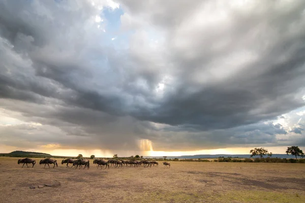 Herd Wildebeest Storm Cloud Rays Light Breaking Masai Mara Kenya — Stock Photo, Image