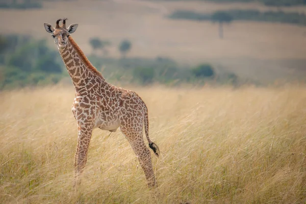 Bir çok genç zürafa buzağı savannah, Masai Mara, Kenya