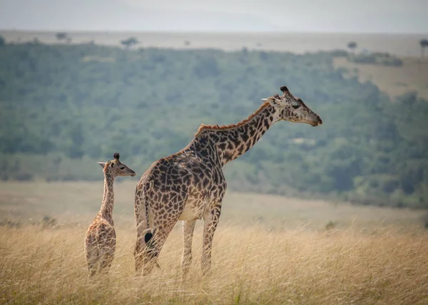Взрослый Жираф Присматривает Молодым Теленком Саванне Масаи Мара Кения — стоковое фото