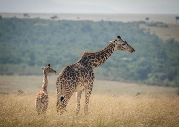 Yetişkin bir zürafa genç buzağıyı savannah, Masai Mara, Kenya üzerinden izliyor