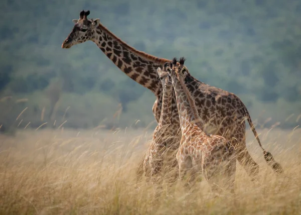 Yetişkin bir zürafa savannah, Masai Mara, Kenya'da genç buzağı üzerinde izliyor